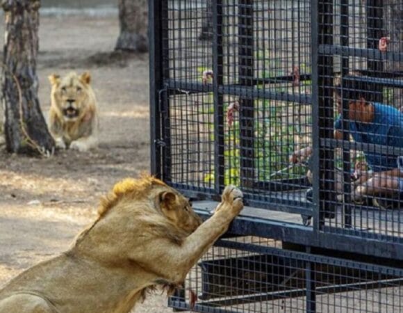 Safari dei leoni ad Antalya